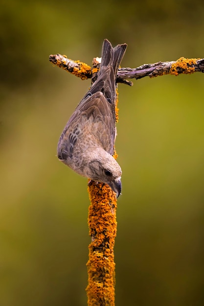 Crossbill ou Loxia curvirostra passerine pássaro da família dos tentilhões