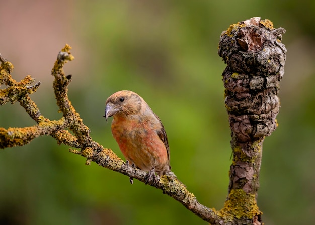 Crossbill ou Loxia curvirostra passerine pássaro da família dos tentilhões