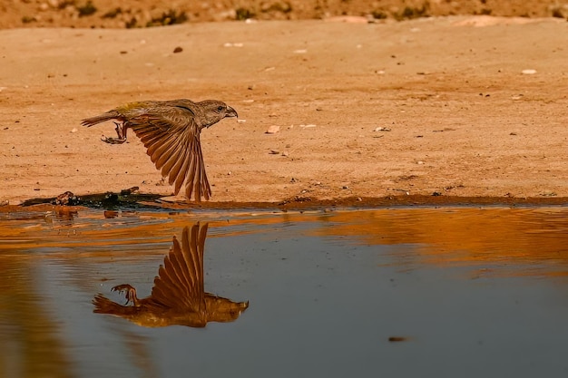 Crossbill ou Loxia curvirostra refletida em uma mola dourada