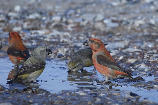 crossbill papagaio (Loxia pytyopsittacus)