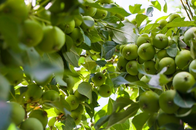 Crosta nas folhas e frutos de doenças de planta de uma macieira no pomar