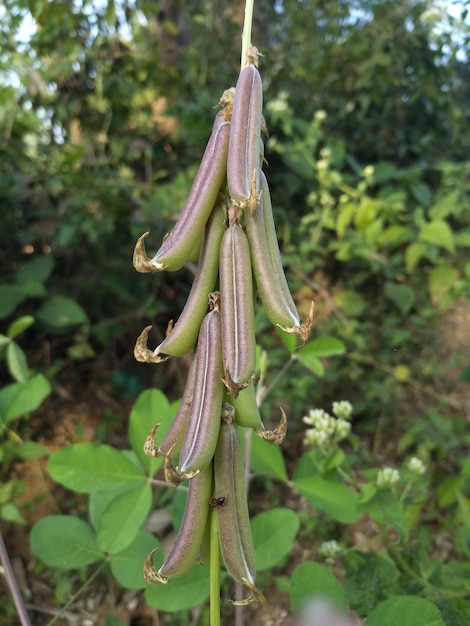 Crotalaria longirostrata o chipilin Crotalaria pallida semente e folhas chipilin