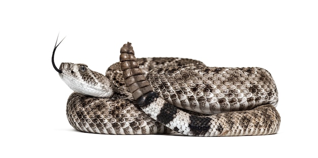 Crotalus Atrox, Western Diamondback Klapperschlange oder Texas Diamondback, Giftschlange vor weißem Hintergrund