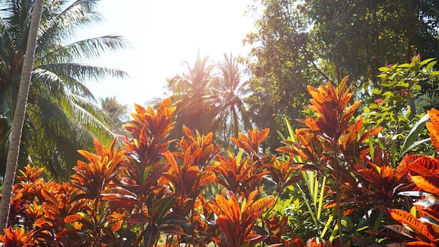 Croton, bunter Lorbeer, Nahaufnahme von Croton-Blatt, Pflanze in Thailand, Croton-Blätter unter Sonne und strahlendem Himmel. Bunte Croton-Blätter-Hintergrund