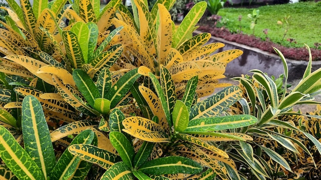 Croton com folhas amarelas que parecem tão frescas depois da chuva