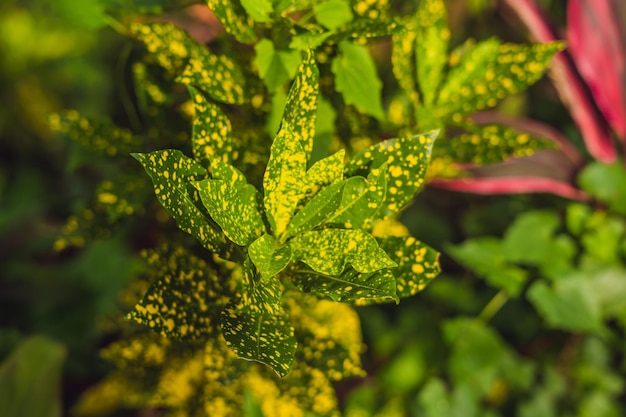 Croton-Pflanzen mit bunten Blättern. Tropische Pflanzen mit gelben Flecken