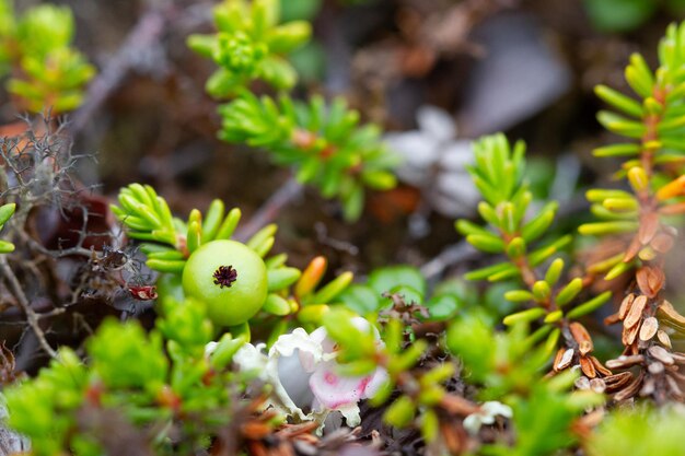 Crowberry también conocido como blackberry en su fase verde antes de la maduración que se encuentra en la tundra ártica