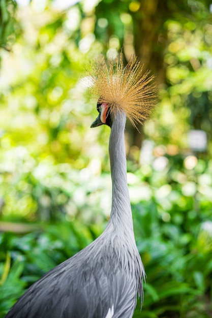 Crowned Crane camina por un sendero en un parque verde. Observación de aves