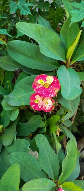 Crownofthorns Pflanzenhintergrund Crownof thorns Pflanzen am Morgen aus einer Nahaufnahme