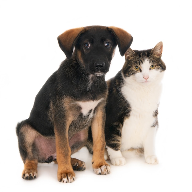 Foto cruce cachorro de perro sentado al lado del gato amigo. aislado en blanco