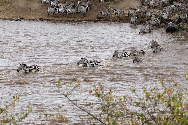 El cruce de cebras en la orilla opuesta del río Mara, Kenya África