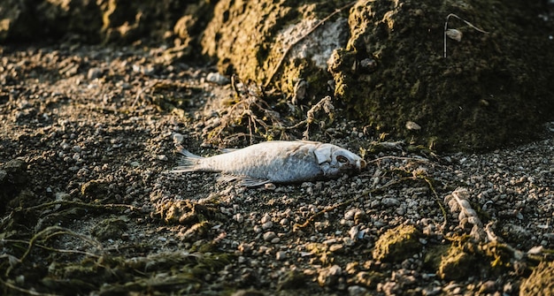 Crucian morto na praia de cascalho Pescador deixou a captura Hobby do homem horas silenciosas Closeup