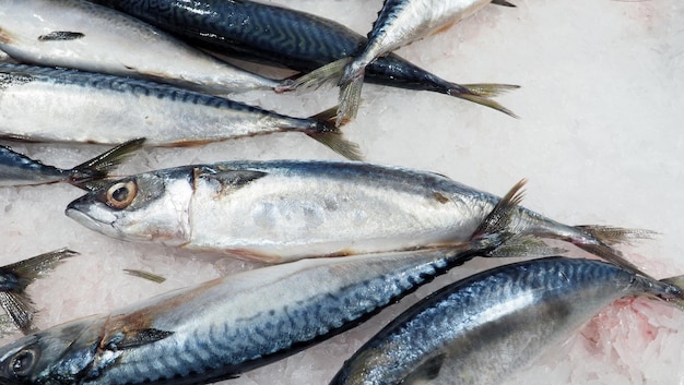 Crudo limpio y fresco de pescado saba japonés en hielo frío para una comida saludable