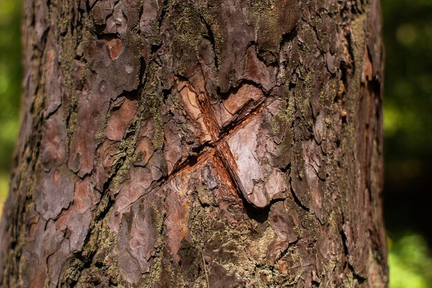 Cruz tallada en un pino en el bosque