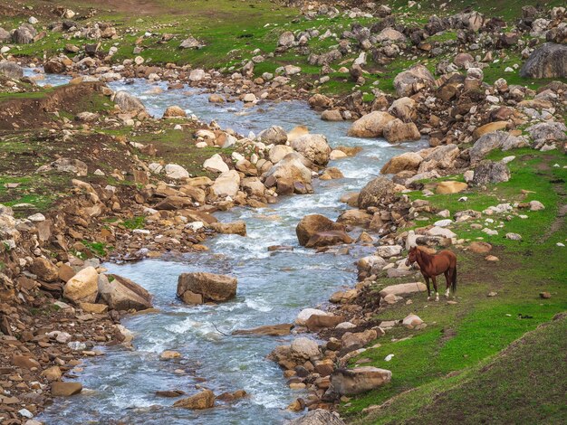 Cruzando a caballo por un tormentoso río de montaña. El caballo se encuentra junto a un río de montaña con orillas rocosas.