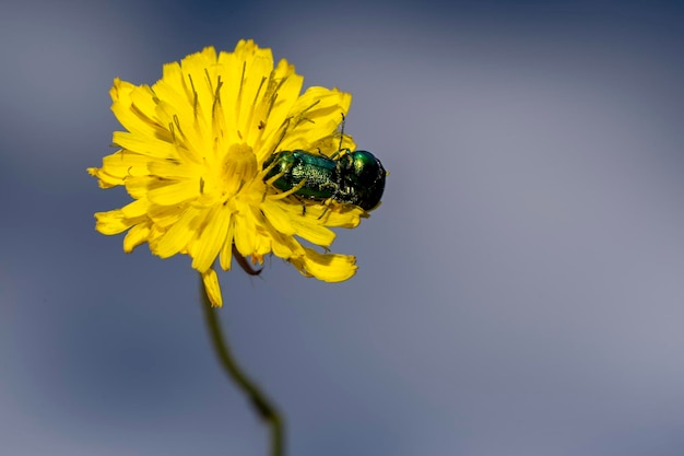 Cryptocephalus sp escarabajo verde mientras se aparea en diente de león amarillo