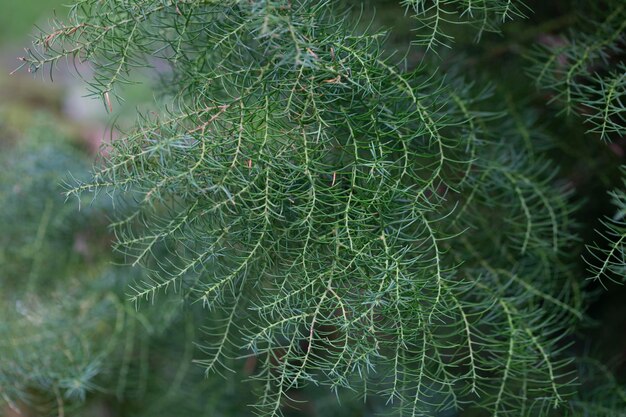 Foto la cryptomeria japonica cristata es un cedro japonés con una típica conífera natural en forma de cresta de gallo.