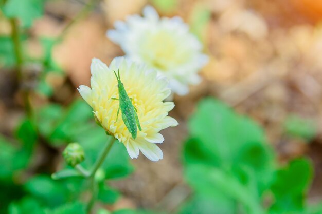 Crysanthemum Blume und Unkraut