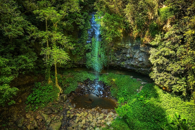 Crystal Falls im Regenwald des Dorrigo-Nationalparks