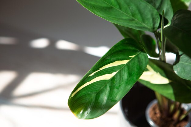 Ctenanthe marantifolia Sorte Golden Mosaic Closeup Blatt auf der Fensterbank in hellem Sonnenlicht mit Schatten Topfpflanzen grüne Wohnkultur Pflege und Anbau