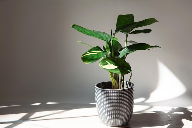 Ctenanthe marantifolia variedade Golden Mosaic closeup folha no peitoril da janela em luz solar brilhante com sombras Plantas de casa em vaso cuidado e cultivo de decoração de casa verde