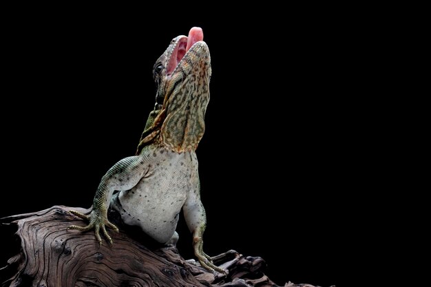 Ctenosaura similis Closeup auf Stein mit isoliertem Hintergrund