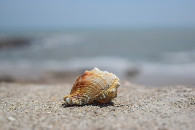 Cu conchas en la playa en verano