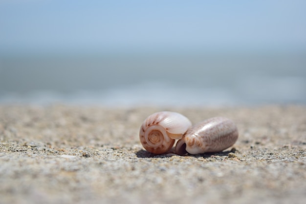 Cu Muscheln am Strand im Sommer