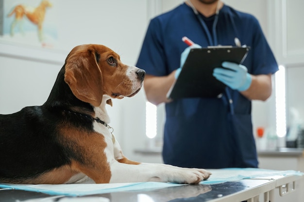 Foto con el cuaderno en las manos el veterinario está trabajando con el perro beagle en la clínica