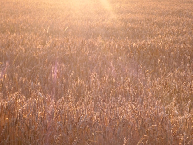 Cuadro completo de campo