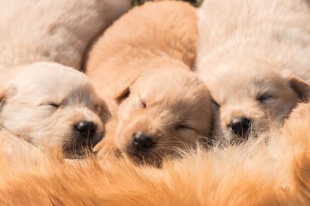 Un cuadro lleno de cachorros recién nacidos