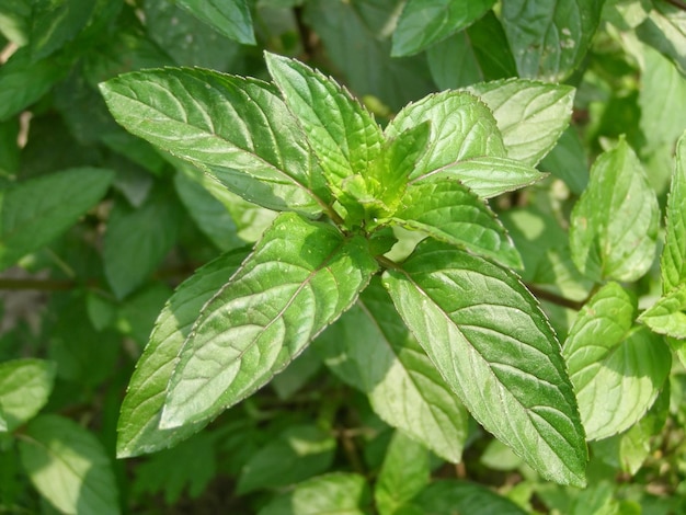 Cuadro de menta