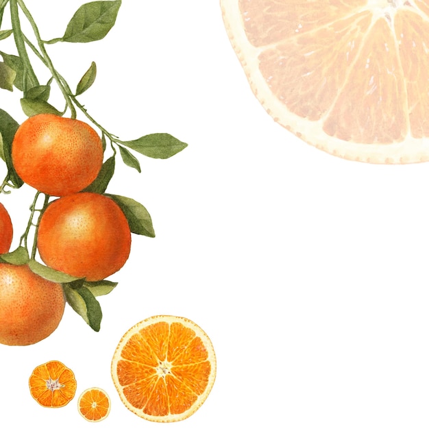 Cuadro de naranja natural fresco dibujado a mano