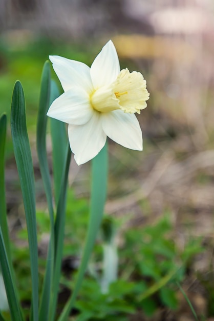 Cuadro primaveral con el joven narciso