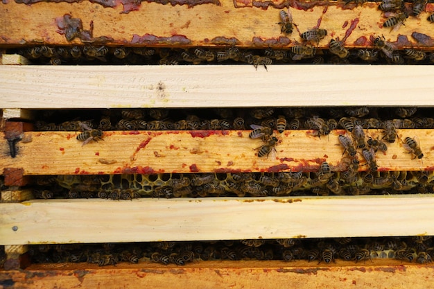 Cuadros con abejas en el colmenar