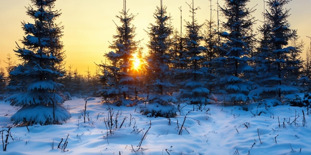 Cuando amanece, el bosque adquiere un aura mágica bajo el amanecer.