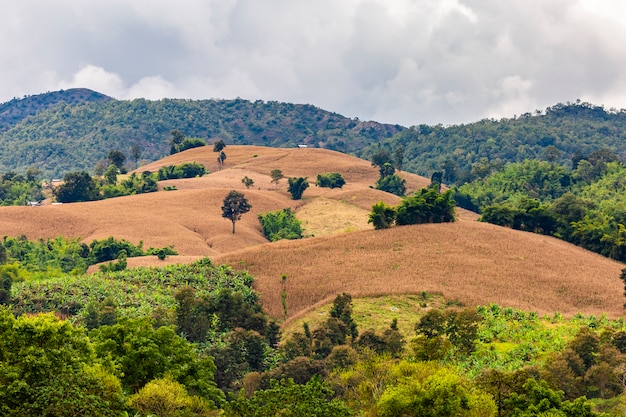 Cuando las montañas se convierten en campos de maíz. Es triste ver