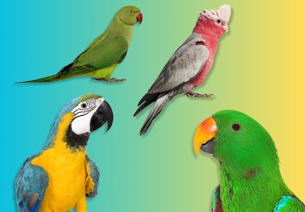 Foto cuatro aves exóticas en un fondo gradiente con un periquito verde un galah gris y rosa un guacamayo azul y amarillo y un loro eclectus verde