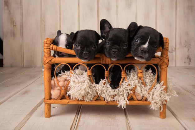 Cuatro bulldogs franceses en una cama de madera