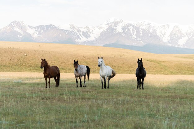 Cuatro caballos están parados en fila con el telón de fondo de las montañas. Caballos de los cuatro jinetes