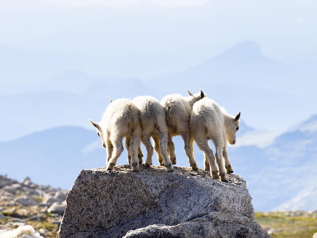 Cuatro cabras montesas en la cima de la roca.