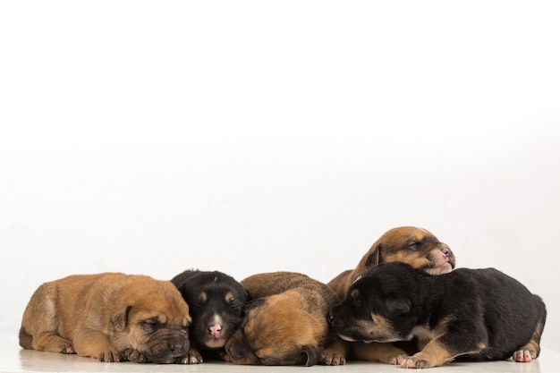 cuatro cachorros aislados en fondo blanco