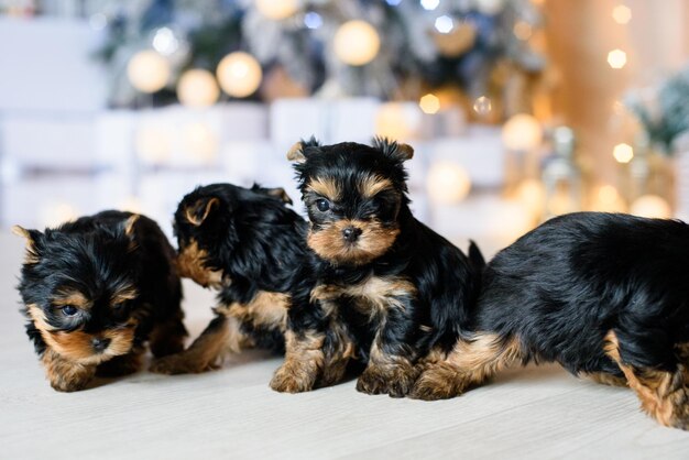 Cuatro cachorros juegan en el suelo frente al árbol de navidad.