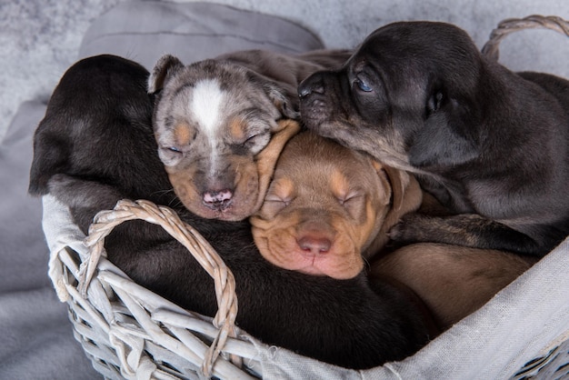 Cuatro cachorros de perros de leopardo Catahoula de Luisiana sobre fondo gris