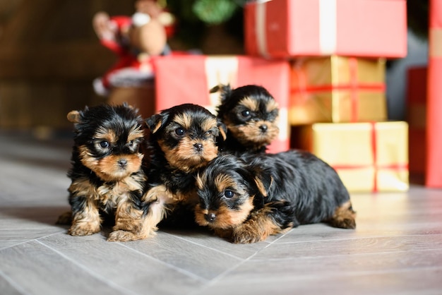 Cuatro cachorros de terrier yacen en el suelo con el telón de fondo de los envoltorios de regalo de Año Nuevo y los juguetes blandos