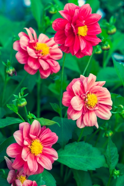 Cuatro capullos de flores rojas de la familia Aster con medio amarillo sobre verde