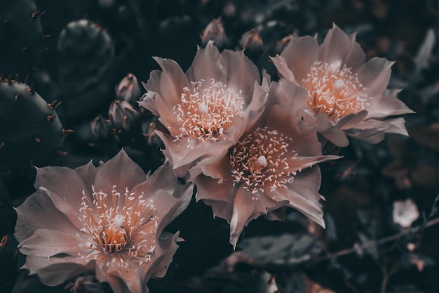 Cuatro flores de cactus rosas primer plano Una suculenta floreciente Procesamiento oscuro de fotos horizontales