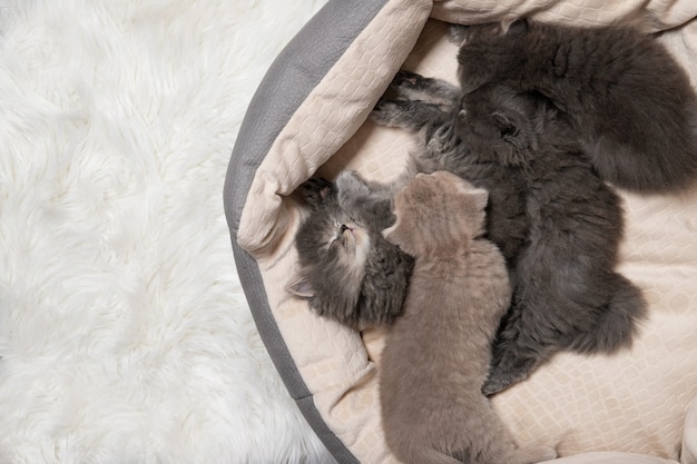 Foto cuatro gatitos duermen en una cama de gato