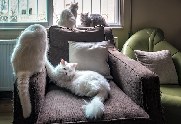 Cuatro gatos descansando sobre una silla en mal estado