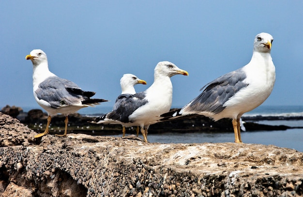 Cuatro gaviotas mirando en cuatro direcciones